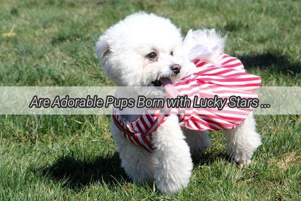 Are Adorable Pups Born with Lucky Stars The Enigma of the CharmInfused Canine Life